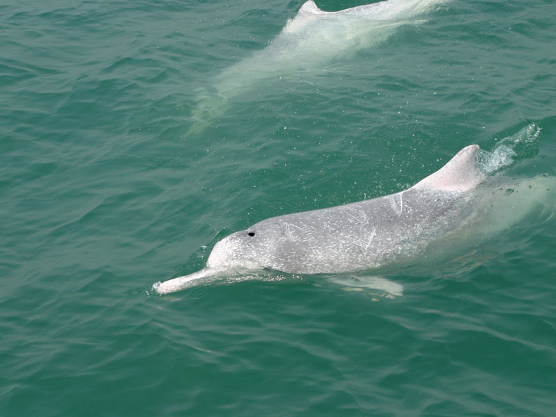 CWDjuvenile_img