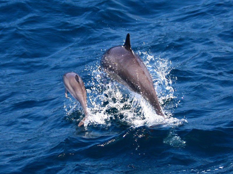 mother_calf_2_img