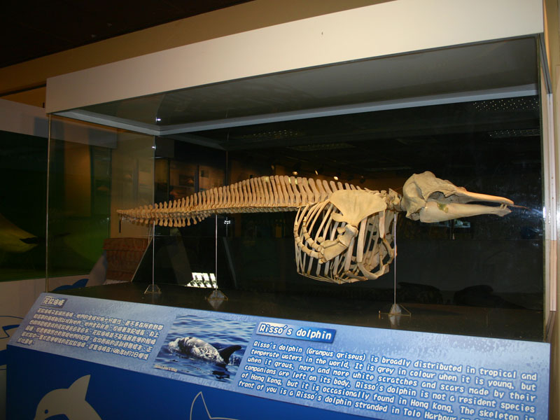 skeleton2_img