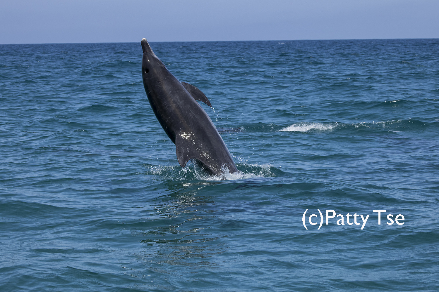 Bottlenose Dolphin
