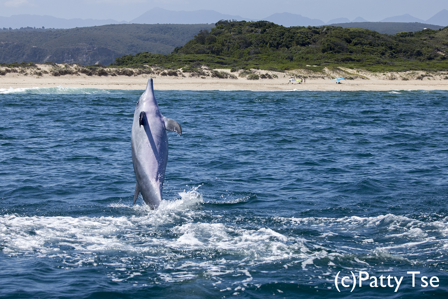 bottlenose dolphin