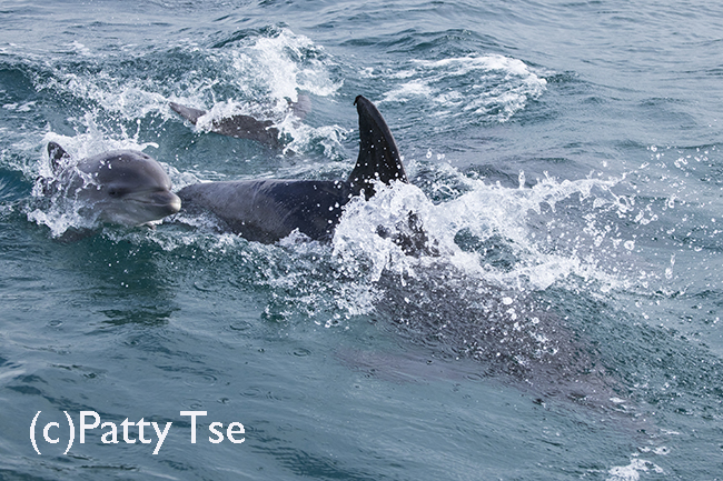 bottlenose dolphin