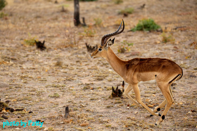 impala