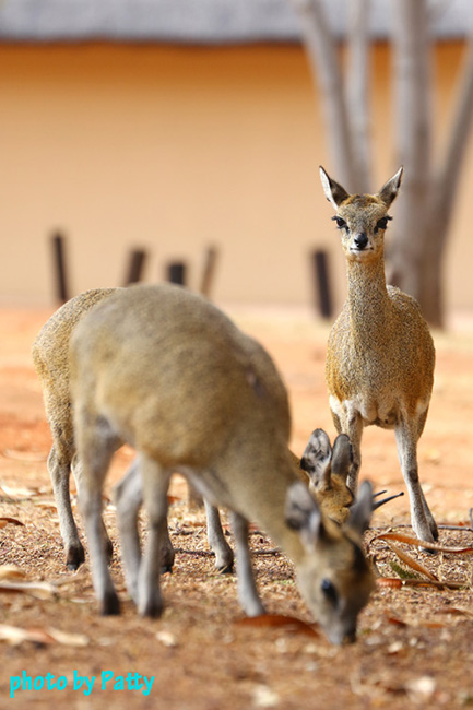 klipspringer