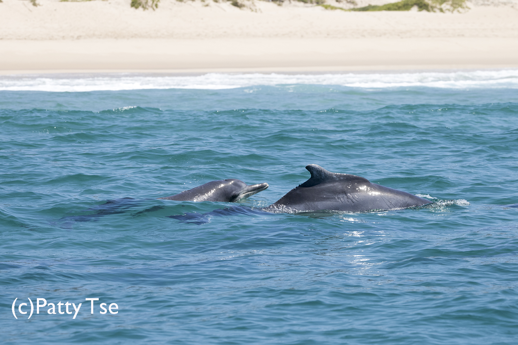 Humpback Dolphin