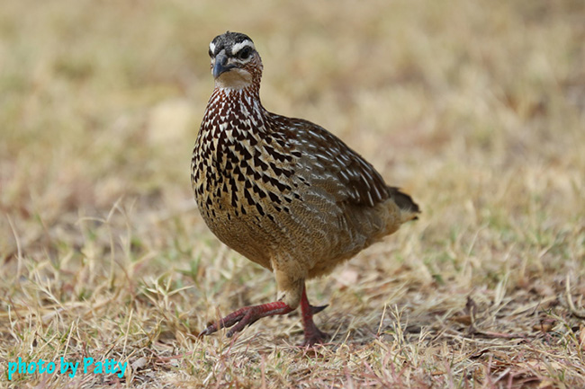 bird