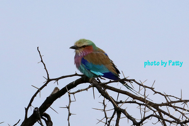 bird