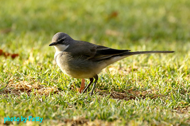 bird