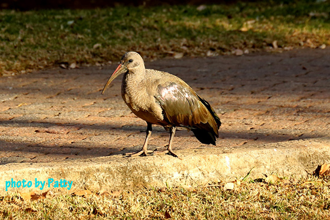 bird