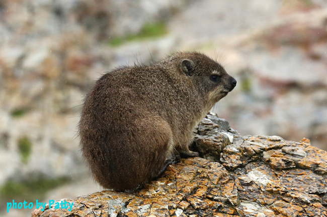 dassie