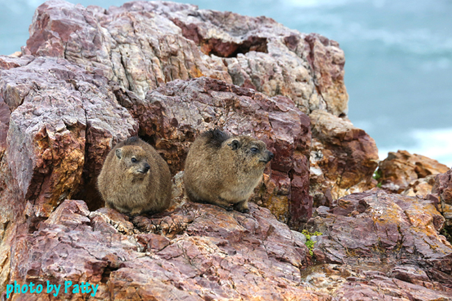 dassie