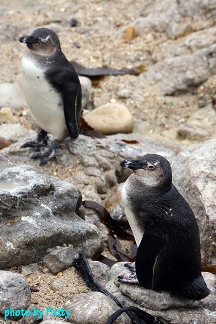 penguin