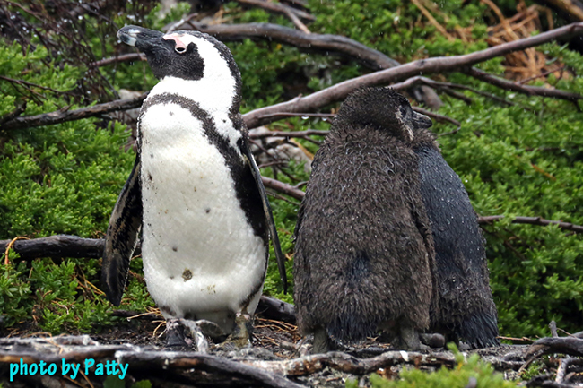 penguin