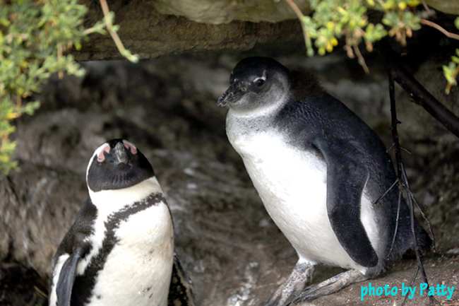 penguin