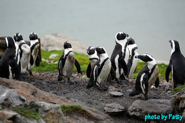 penguin
