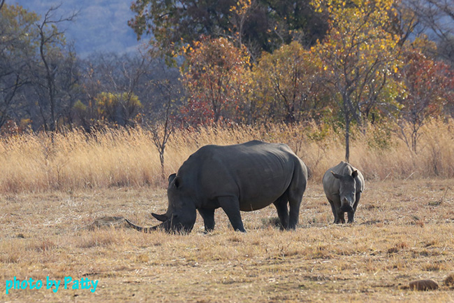 rhino