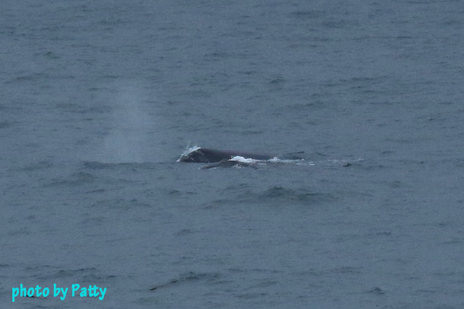 whale