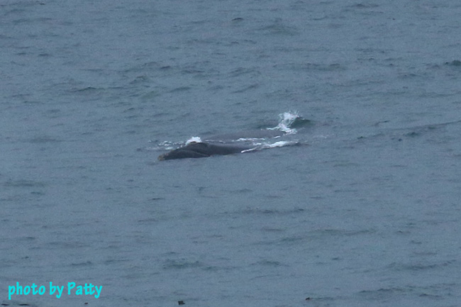 whale