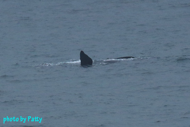 whale