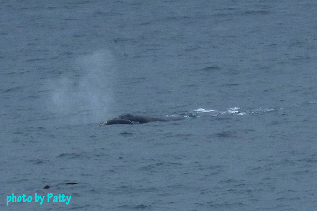 whale
