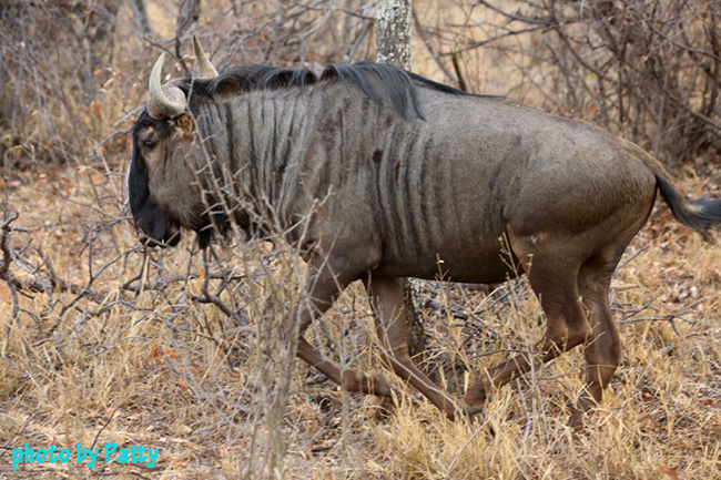 wildebeest