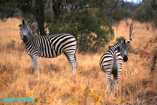 zebra