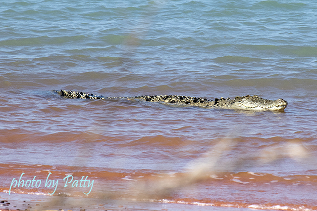 salt water crocodile