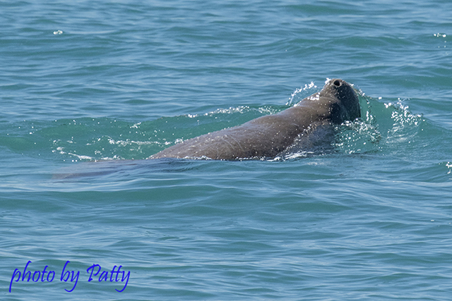 Dugong