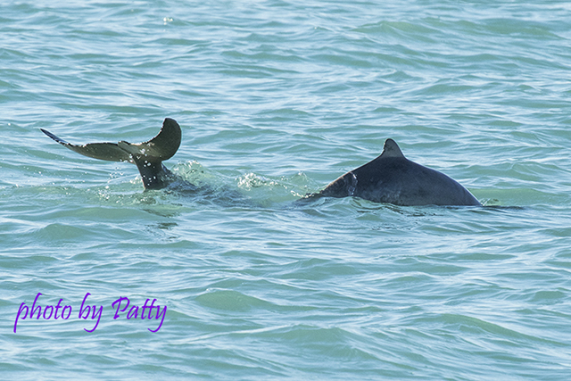 snubfin dolphin