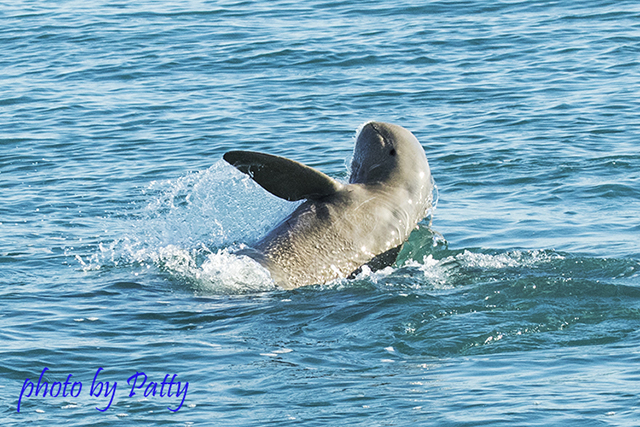 snubfin dolphin