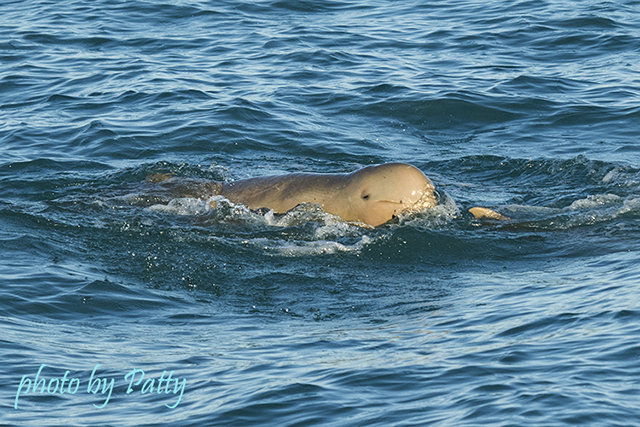 snubfin dolphin