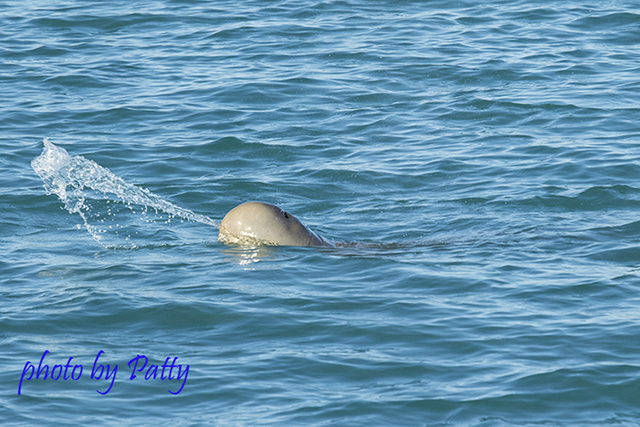 snubfin dolphin spitting