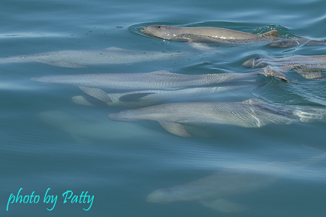 snubfin dolphin mating