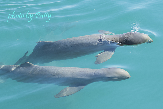 snubfin dolphin