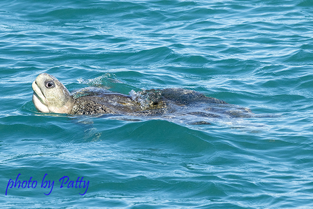 Flat backed Turtle
