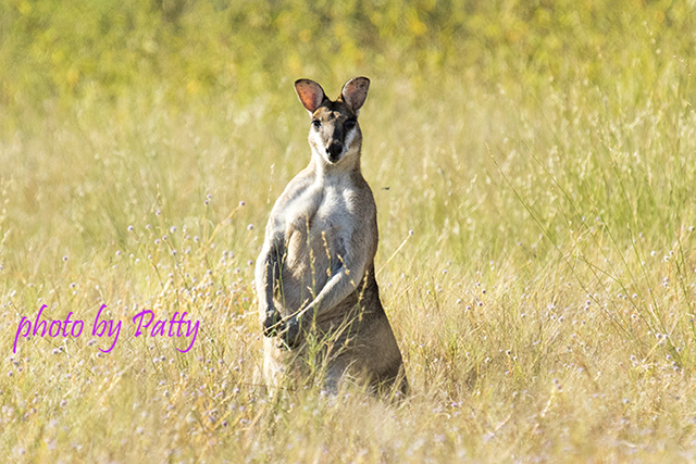wallaby