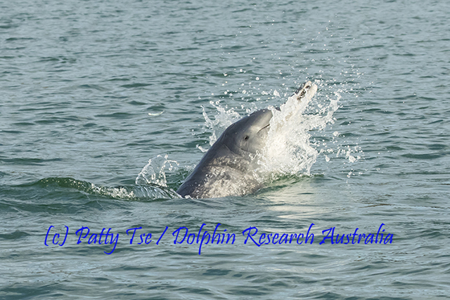 Australian Humpback Dolphin