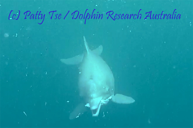 Australian Humpback Dolphin