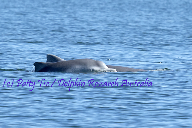 Australian Humpback Dolphin