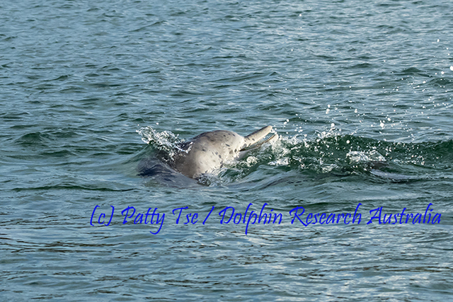 Australian Humpback Dolphin