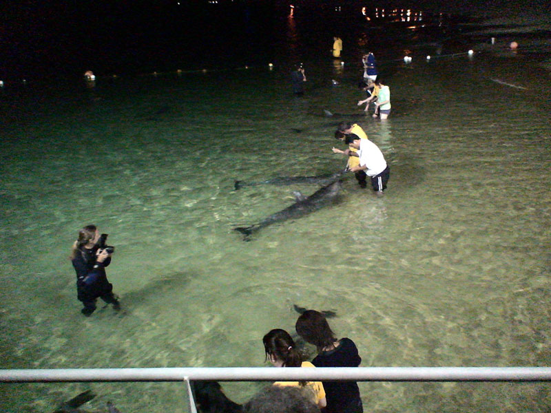 bottlenose_dolphin_1