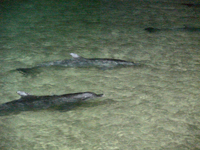bottlenose_dolphin_2