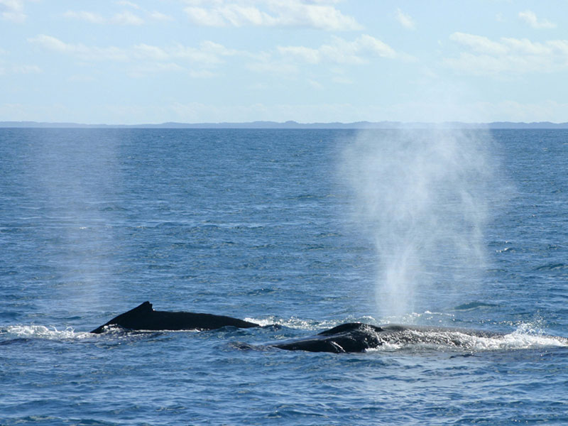 humpback_whale_1