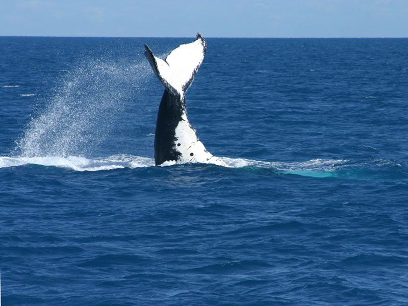humpback_whale_2