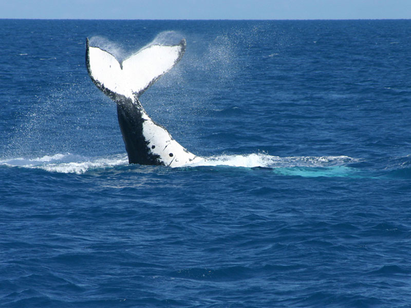 humpback_whale_3