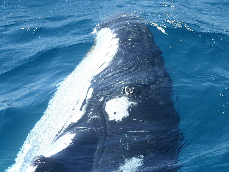 humpback_whale_4