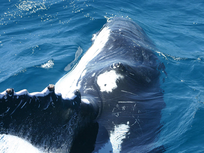 humpback_whale_5
