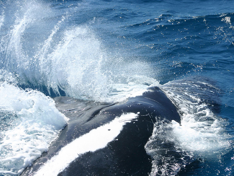 humpback_whale_6