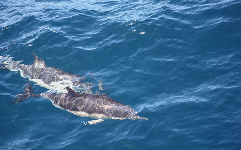 azores_dolphin