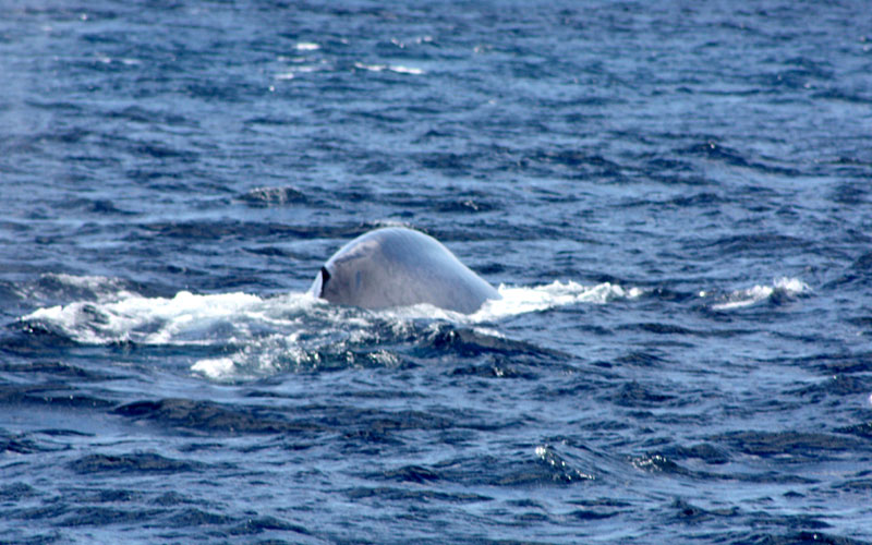 bluewhale